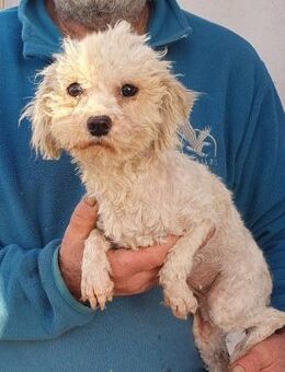 Sophie° - Wolfhagen