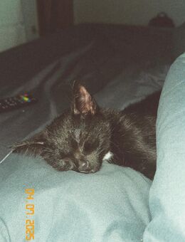 Kater 4 Monate alt abzugeben - Werther (Westfalen)
