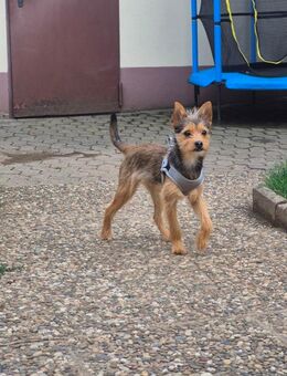 Yorkie Mischling - Hammelburg