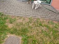 Super lieber hund zu verkaufen - Pirmasens Zentrum