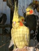 Nymphensittiche-Standard-Mutationen-junge-ältere auf Tel.Anfrage in 50321