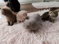 BKH Kitten Britisch Kurzhaar Katzen Kater Schoko, Lilac Tabby - Recklinghausen
