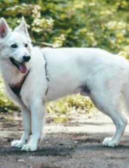 Rocky - unkomplizierter Familienhund - Löwenberger Land