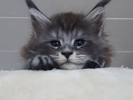 Maine Coon Kitten Kater Kätzin - Saaldorf-Surheim