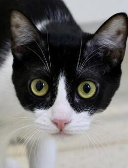 Saltarina, sehr verspielt und neugierig - Westerholt