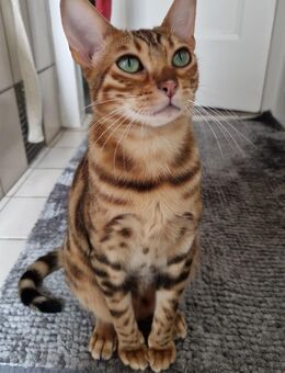 Bengalin zu verkaufen! Jhala (1 Jahr) - Detmold