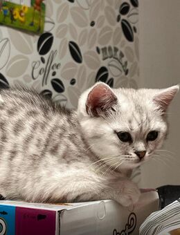 Britische Katze - Gemünden (Main)
