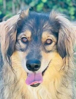 BONGO, verspielt und verträglich - Gefrees