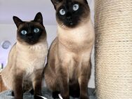 2 süsse Siam Katzen suchen neuen Dosenöffner - Viersen