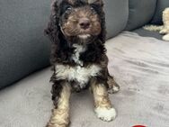 Lagotto Romagnolo Welpen - Rot (See)