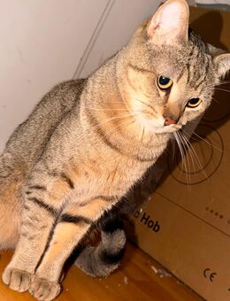 Kater Milo - Frankfurt (Main) Griesheim