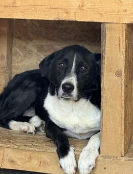 Sunny Toni leidet sehr im Shelter 🐾 - Elsdorf (Nordrhein-Westfalen)