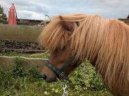 Shetlandpony Hengst zu verkaufen - Groß Godems