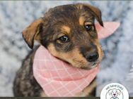 Chip 231736: Hundekind sucht ein Zuhause - Kirchzell