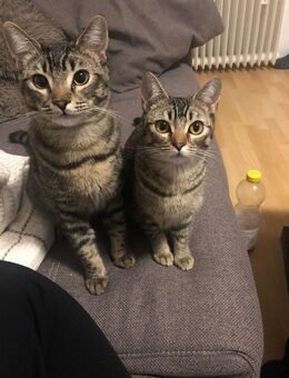2 Katzen suchen ein neues Zuhause - Duisburg