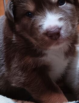 Australian-Shepherd-Welpen mit Gesundheitszeugniss und zertifizierter Augenuntersuchung - Beilstein Zentrum