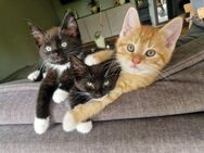 Wunderschöne Maine Coon Mix Kitten - Herne