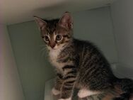 Kitten suchen zum 01.08. Neues Zuhause - Brilon