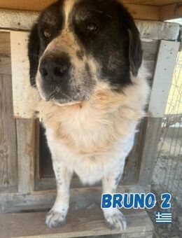 Bruno 2 - gemütlich und verschlafen - Heppenheim (Bergstraße)