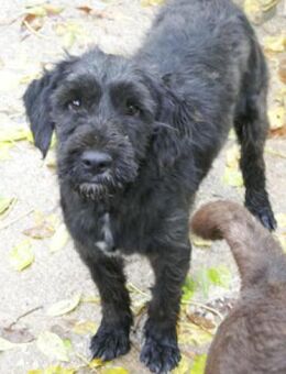 Henderson ist ein wunderbares Kerlchen! - Karben