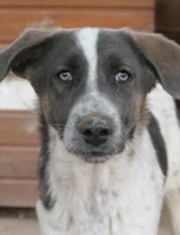 Farley sucht ein Zuhause - Kallmünz