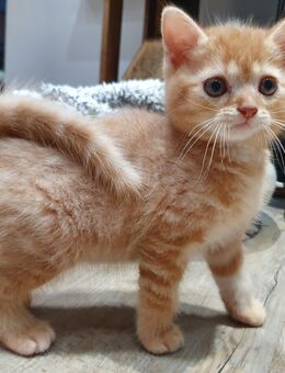 Perser Mix Katzenbabys abzugeben - Berlin