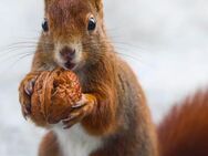 Futterwalnüsse und evtl. andere Nüsse als Winterfutter gesucht - Nürnberg