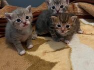 Süße Babykatzen suchen ein liebevolles Zuhause! - Bischofsheim