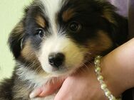 Miniatur Australian Shepherd in Black Tri - Hecklingen