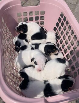 Jack Russell Terrier Welpen – Abgabe ab Ende Oktober in liebevolle Hände 🐾 - Saarbrücken