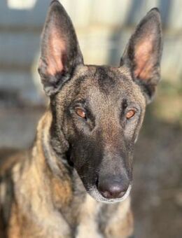 Aufgeweckte Gina sucht ihr Zuhause - Kallmünz