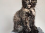 Maine-Coon Mix - Porta Westfalica