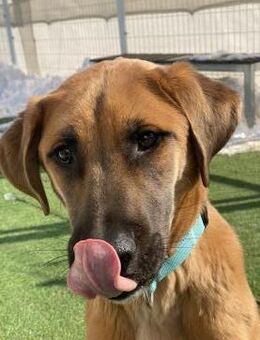 Hübscher Koon sucht ein Zuhause ♥ - Ebstorf (Klosterflecken)