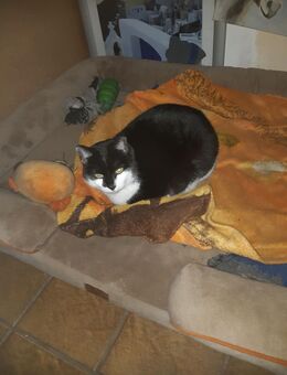SOS! DRINGEND! Katze EKH in liebevolle Hände abzugeben - Pfinztal