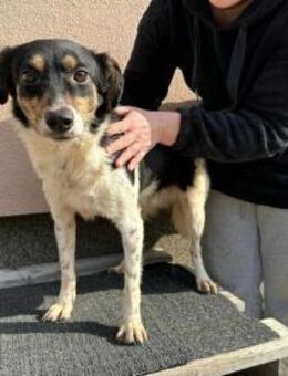 Milo sucht nach einem Körbchen - Nordwalde