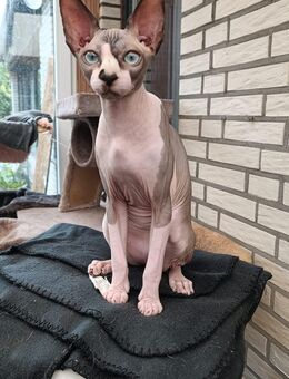 Leon Kanadische Sphynx sucht eine neue, liebevolle Familie - Kleve Zentrum