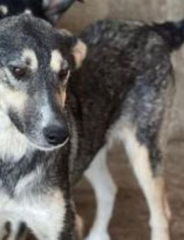 Birdie ist ein Gute-Laune-Hund 🐾 - Elsdorf (Nordrhein-Westfalen)