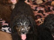 Zwei zauberhafte Bernedoodle Welpen (1m / 1w) suchen noch liebe Familien - Alfeld (Leine)