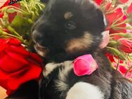 Husky-Border-mix - Schwedt (Oder)