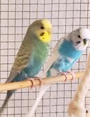 Verkaufe ein Wellensittich Pärchen evtl. auch mit Käfig in 57072