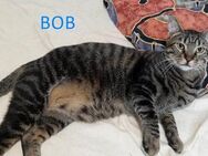 BOB ❤️ sucht Zuhause oder Pflegestelle - Langenhagen
