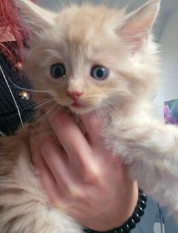 Reinrassige Main Coon Kitten - Herne