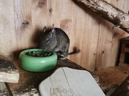 Degu Männchen 6 Jahre sucht neues Zuhause - Voerde (Niederrhein)