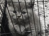 Bkh kitten - Herne