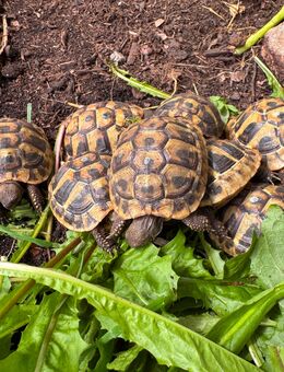 Griechische Landschildkröten - testudo hermanni boettgeri - 2024 - Großefehn