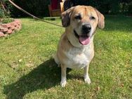 Nazli, su. verständnisvolles Zuhause - Bückeburg