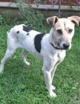 Bronx hübscher gehorsamer Rüde - Hüllhorst