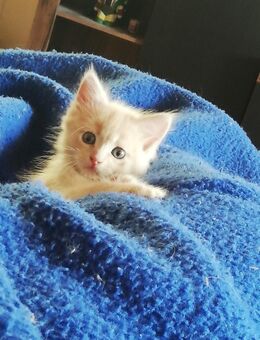 Main coon mix - Wuppertal