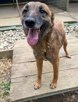 Sportliche NISHA sucht aktive Familie - Schwabach