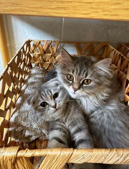 Katzen suchen ein liebesvolles Zuhause - Bernau (Berlin)